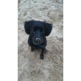 Собака - 02.JPG